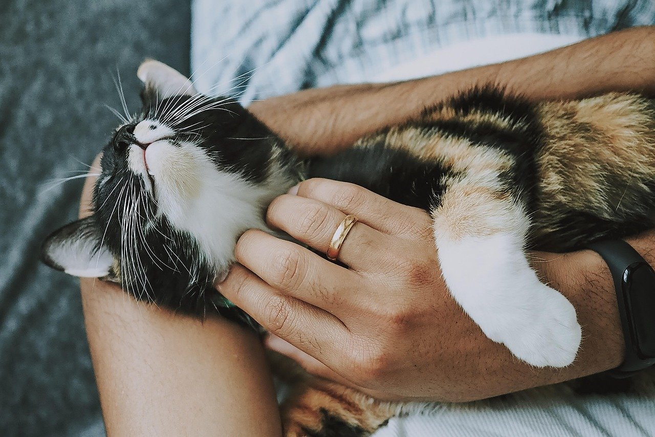 cat, pet, care, pet care, kitten, animal, domestic cat, feline, mammal, cute, furry, playful, fur, kitty, adorable, nature, rescue cat, animal care, closeup
