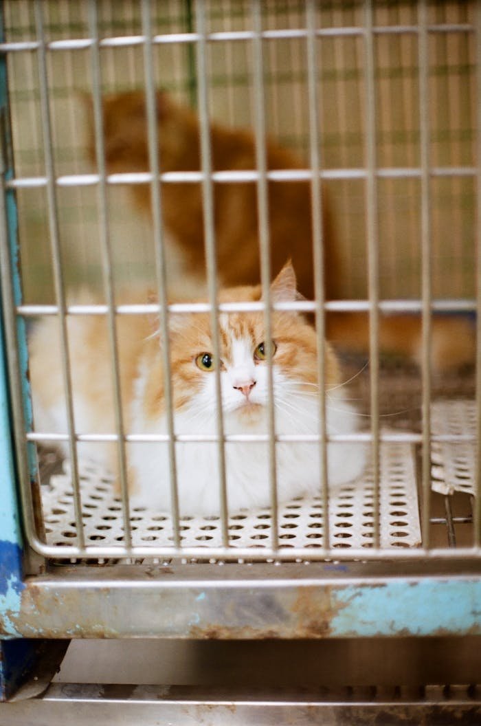 A fluffy white and orange cat lying down in a metal cage indoors, looking calm.